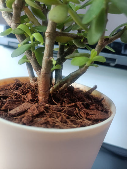 Indoor Jade Plant
