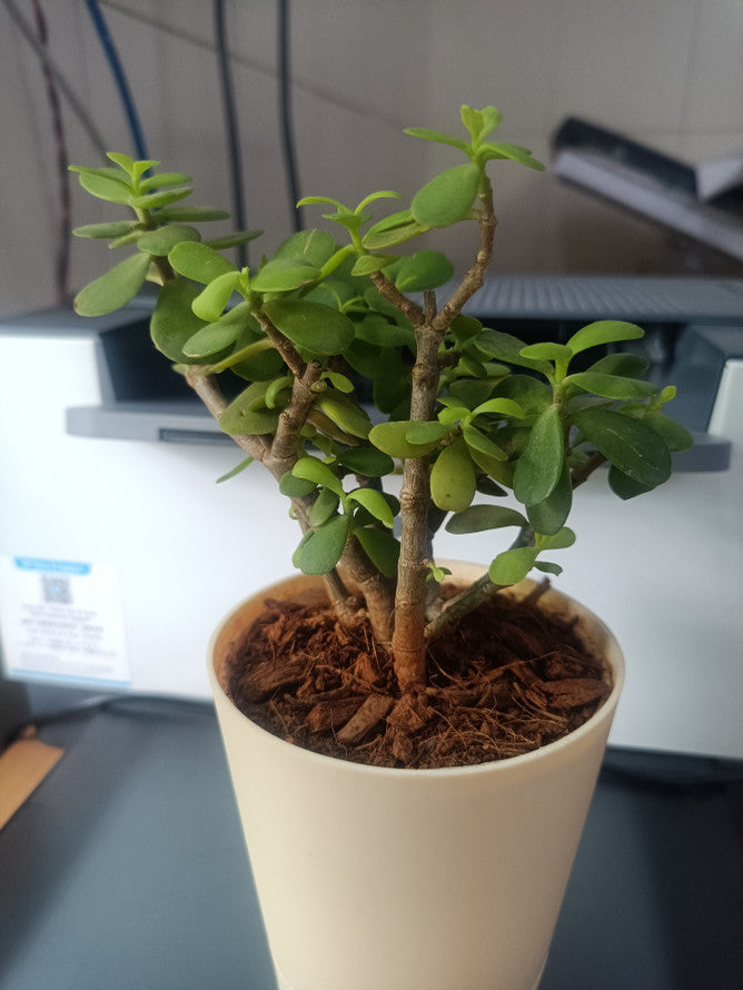 Indoor Jade Plant